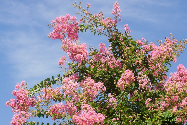 外構 お庭におすすめの夏にお花が咲く樹木