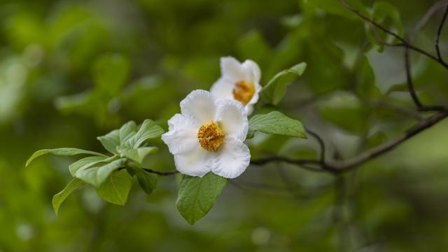 外構 お庭におすすめの夏にお花が咲く樹木