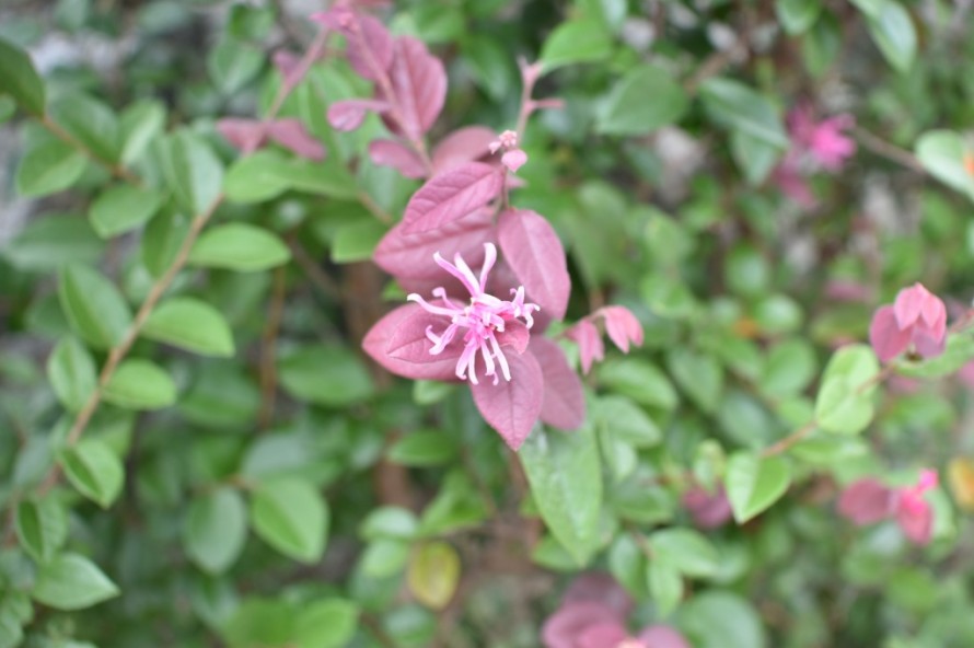 トキワマンサクの花