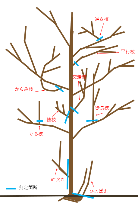 庭木の剪定基本について 八王子市 エクステリア サンケンプラネット